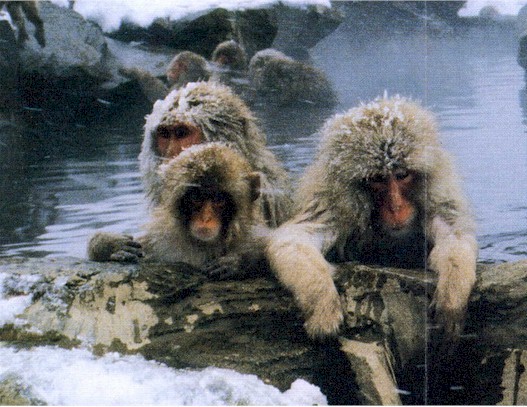 jigokudani.jpg