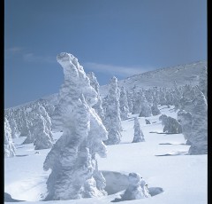 蔵王の樹氷