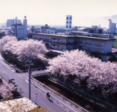 春の吉井温泉街