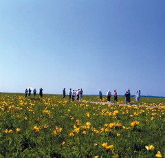 サロベツ原生花園