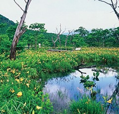 沼ッ原湿原