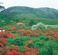 湯の丸山レンゲツツジ群落