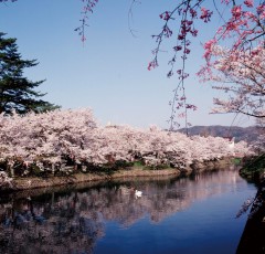 鹿野城跡の桜