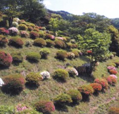 熊野山つつじ