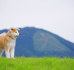 秋田犬と大文字
