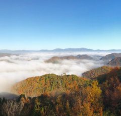 大山展望からの早朝の雲海